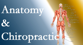 Minster Chiropractic Center proudly delivers chiropractic care based on knowledge of anatomy to diagnose and treat spine related pain.