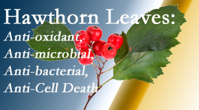 Minster Chiropractic Center presents new research regarding the flavonoids of the hawthorn tree leaves’ extract that are antioxidant, antibacterial, antimicrobial and anti-cell death. 