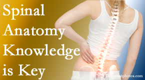 Minster Chiropractic Center understands spinal anatomy well – a benefit to everyday chiropractic practice!