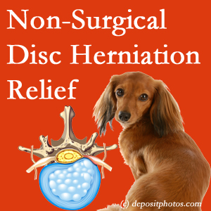 Often, the Minster disc herniation treatment at Minster Chiropractic Center successfully reduces back pain for those with disc herniation. (Veterinarians treat dachshunds’ discs conservatively, too!) 