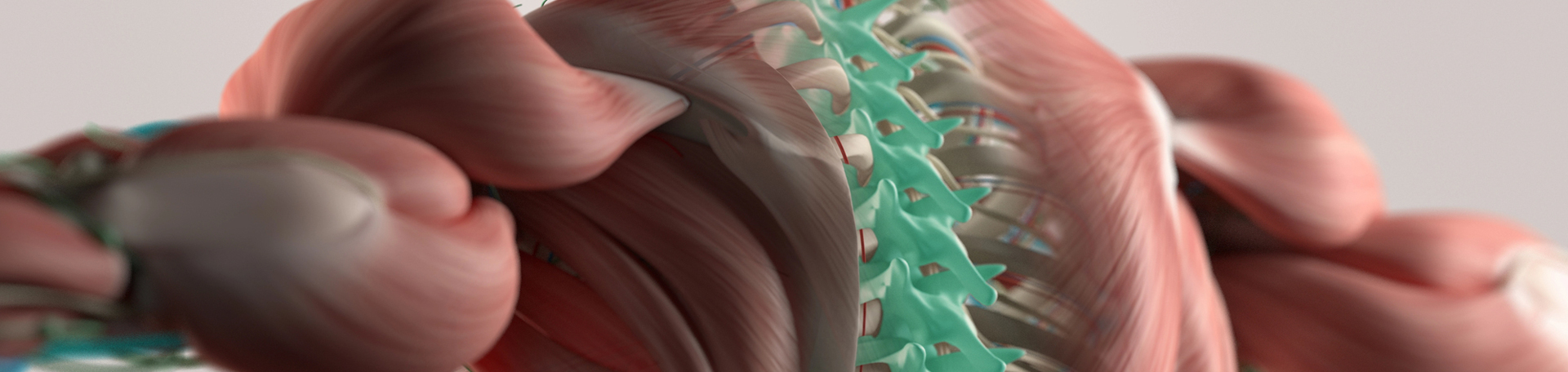 Minster thoracic spine