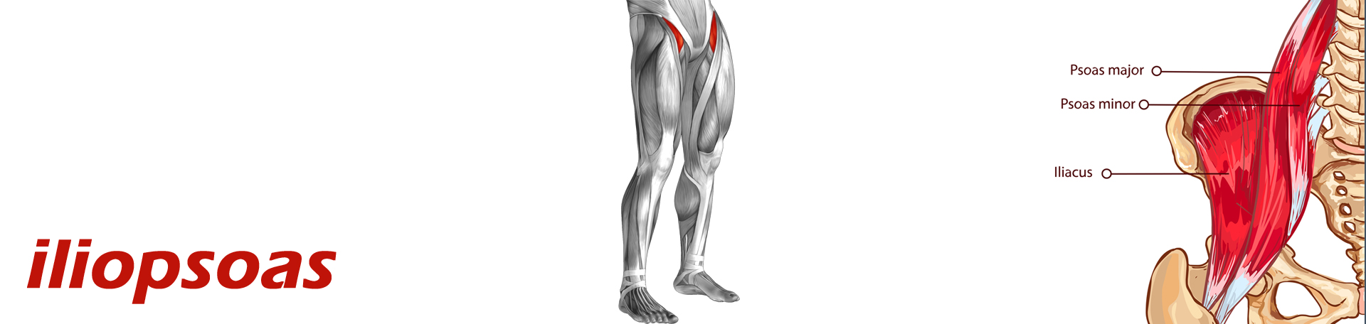 Minster Back Pain and Iliopsoas Muscle Link