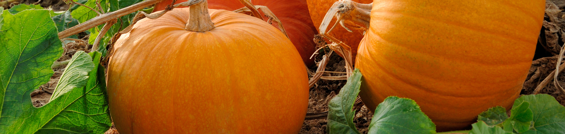 Minster Pumpkin Leaves’ help for disc degeneration