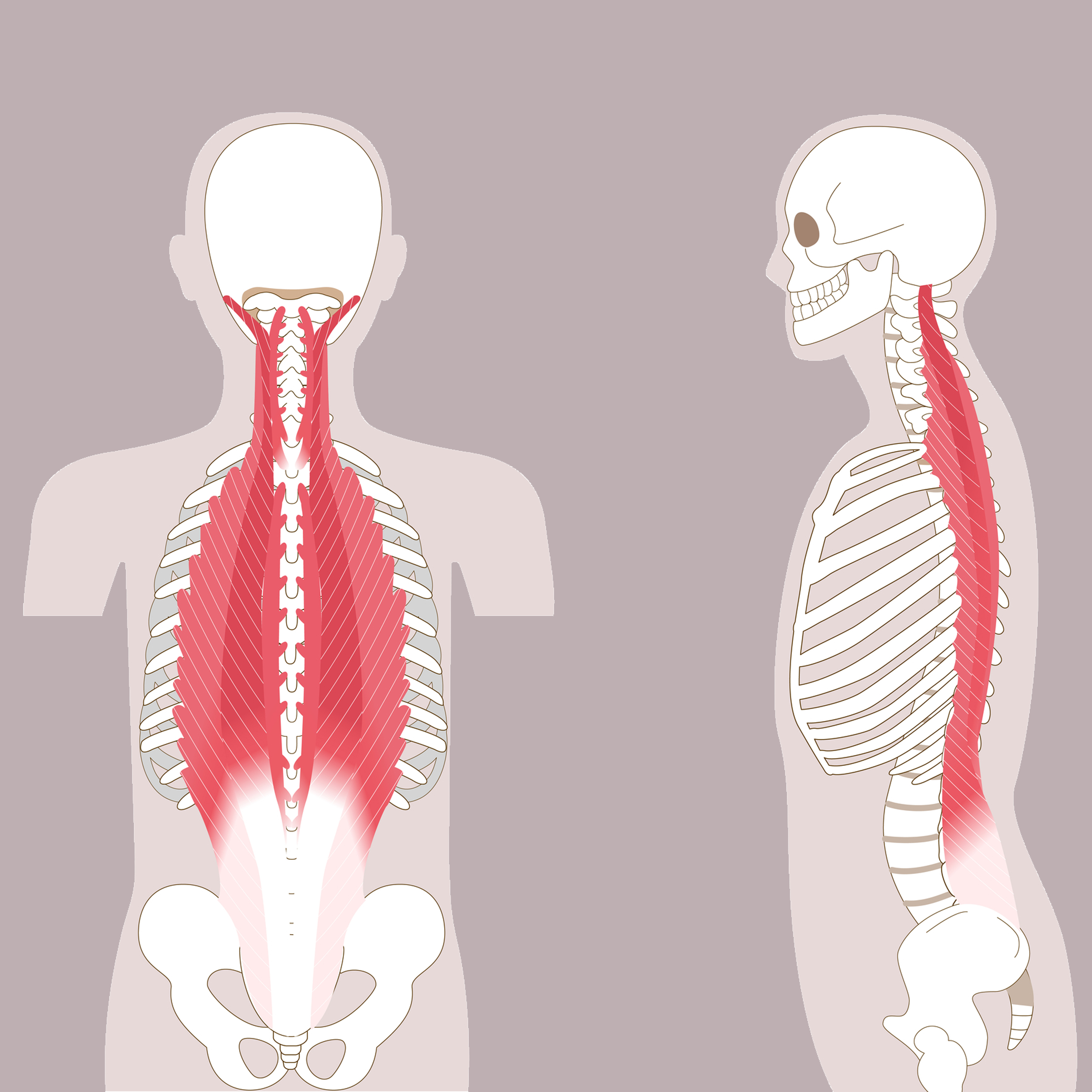 Ding Exercise How Exercise Can Restore Your Back Muscles and Decrease Minster Back ...